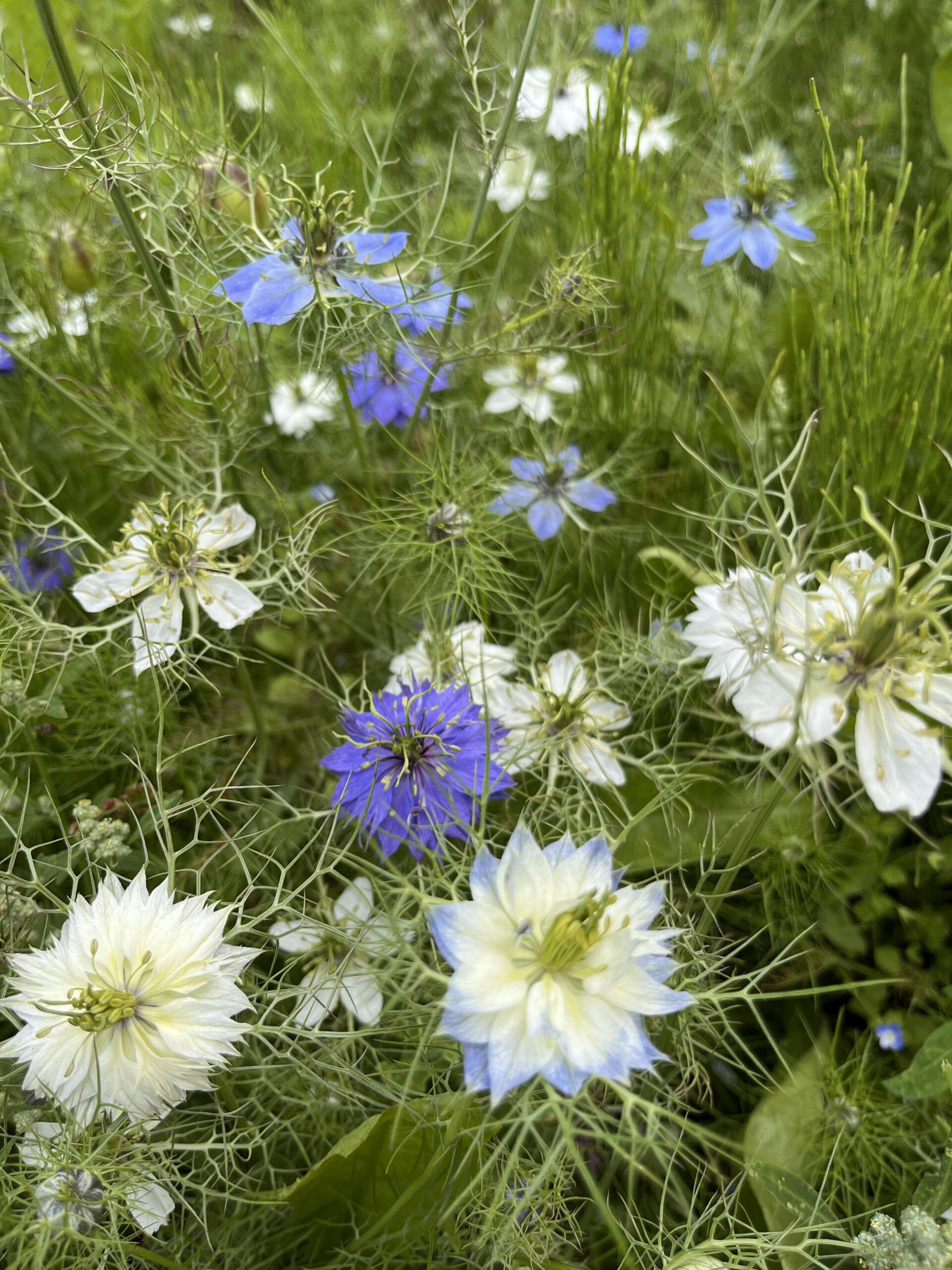 Zahradní mix letniček Garden mix - Obrázek 6