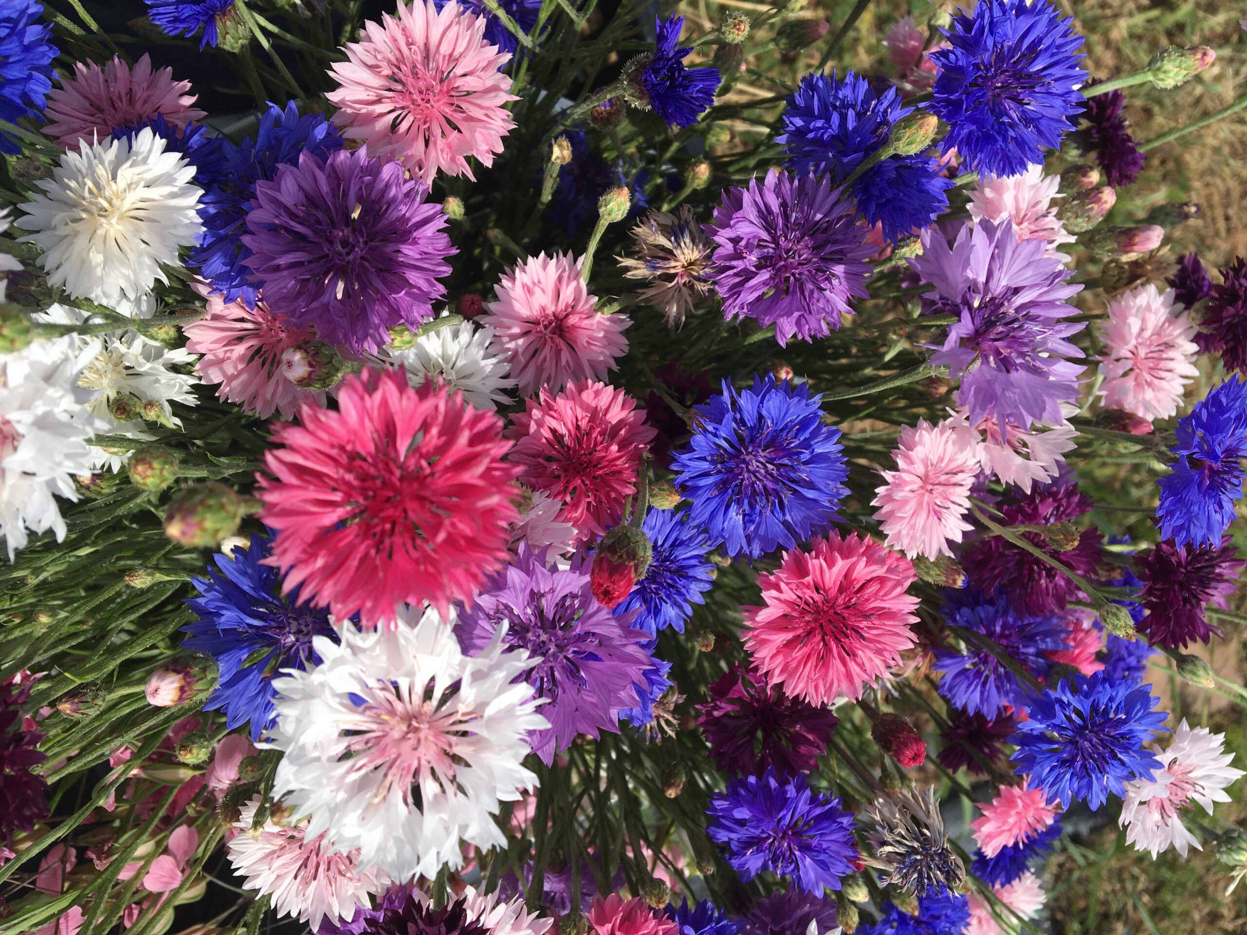 Zahradní mix letniček Garden mix - Obrázek 5
